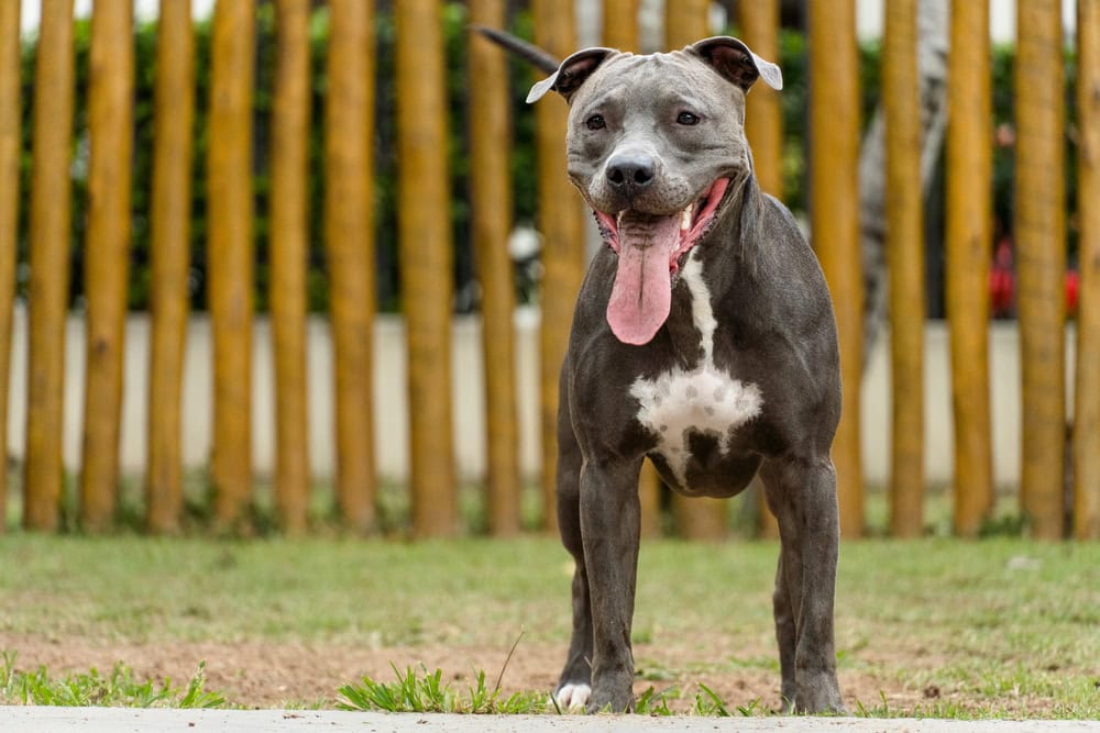 Grey american pit bull dog playing in the park