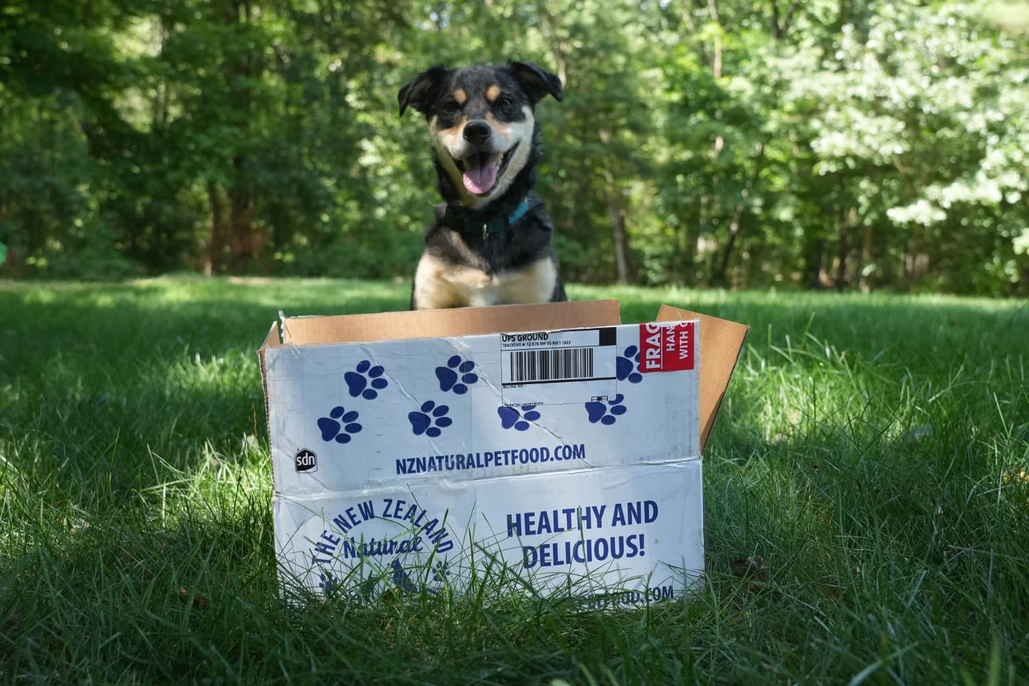 The New Zealand Natural Pet Food Co. Treats - elo sitting behind the box