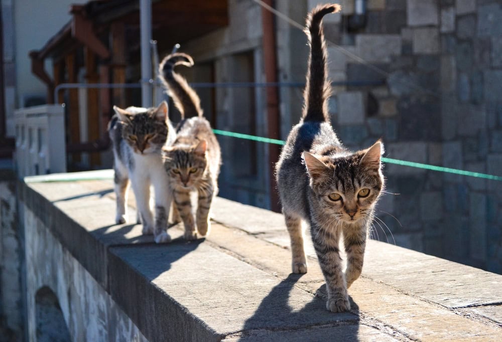 Three street cats walking outside Three street cats walking outside