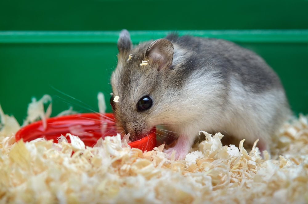 close up of hamster in a cage