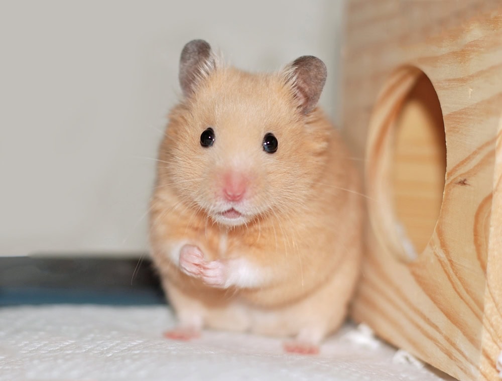 close up of syrian hamster