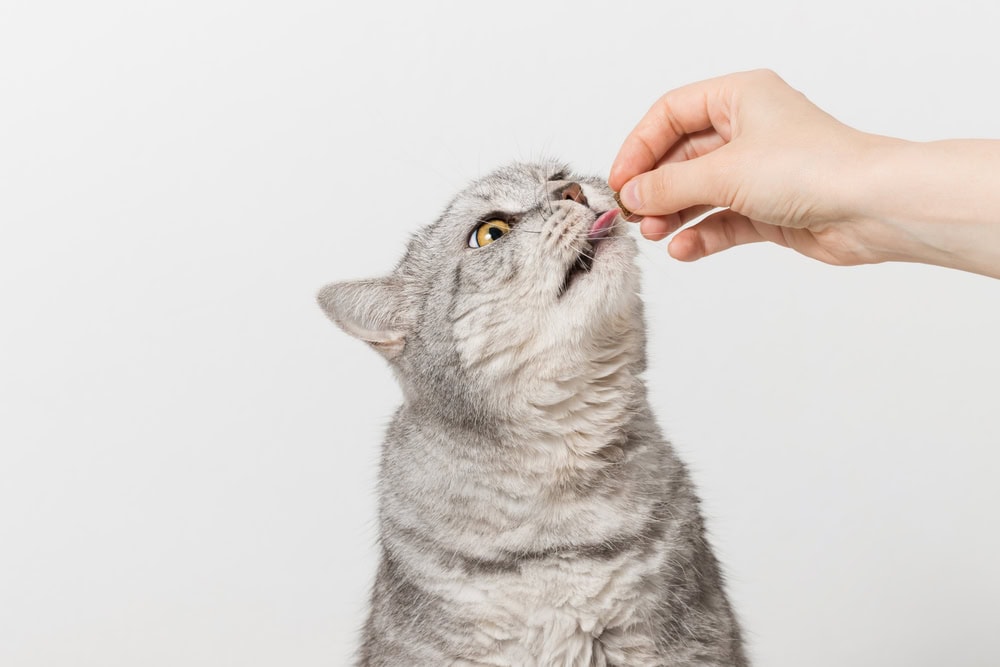 fluffy cat getting a treat from owner