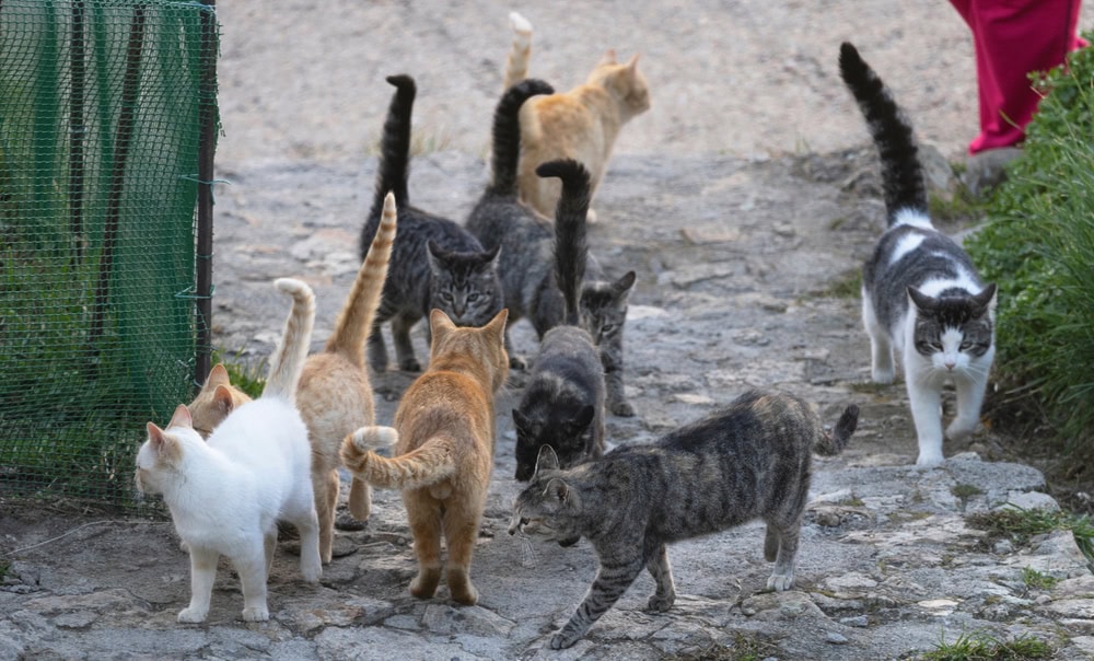 herd of stray cats roam freely in the middle of the street