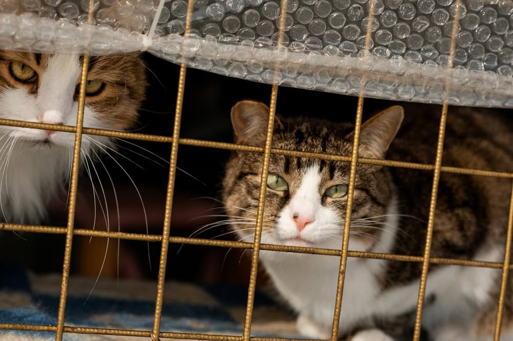 stray cats in a cage stray cats in a cage