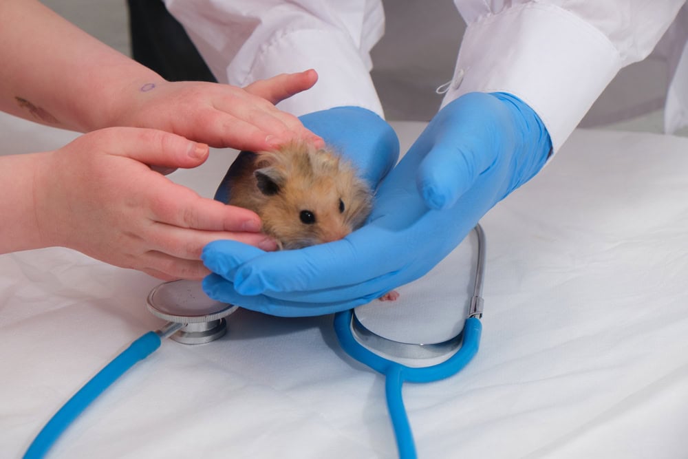 veterinarian checking the hamster