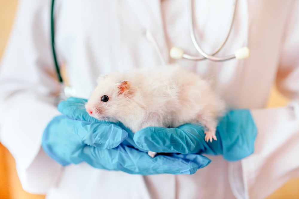 veterinarian holding a hamster