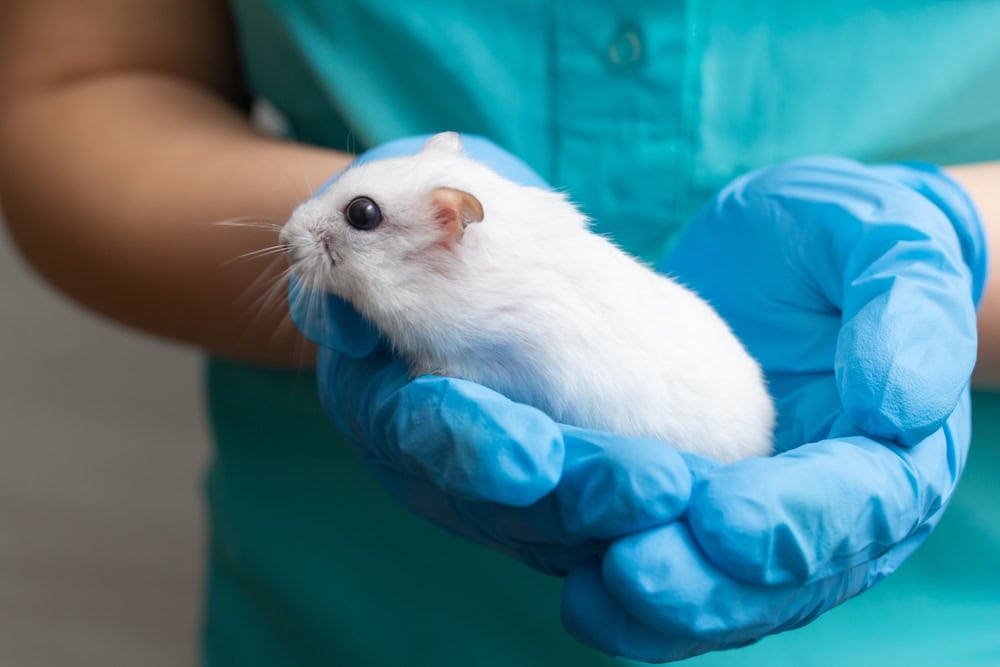 veterinarian holds a dwarf hamster