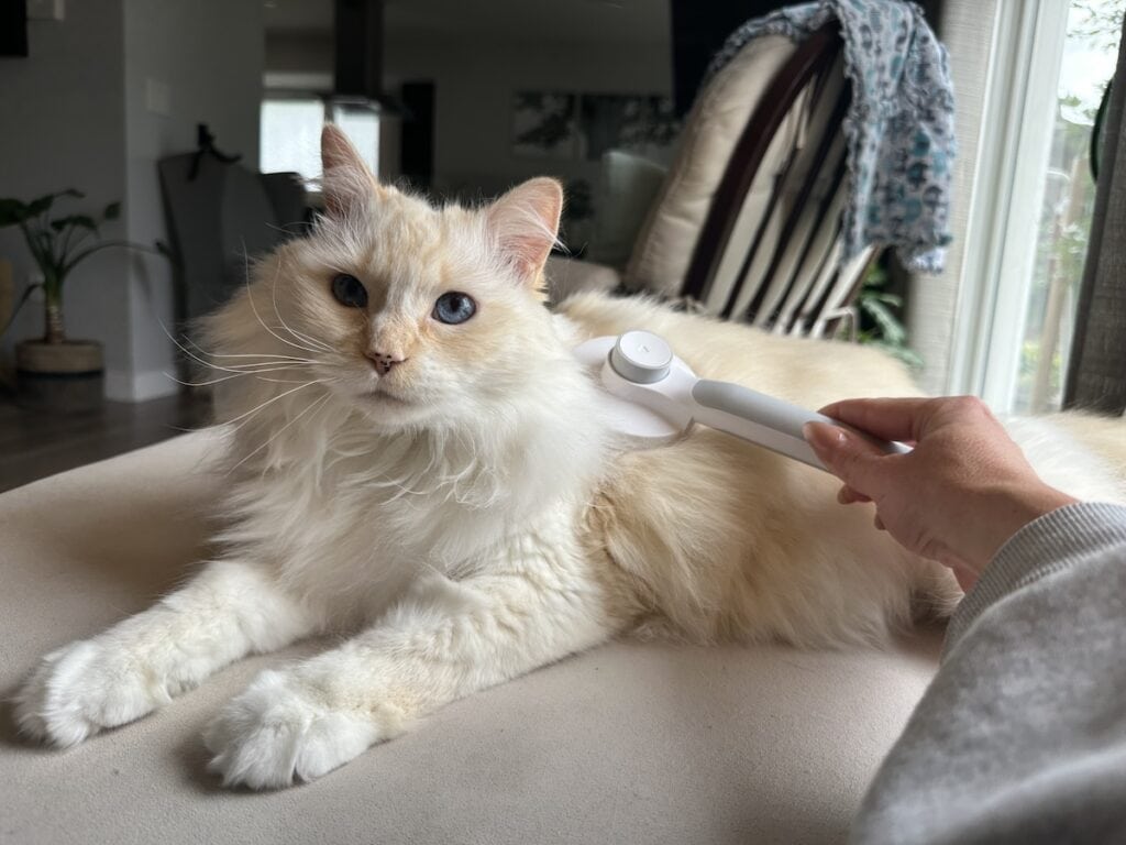 Blue being groomed with the Hepper brush