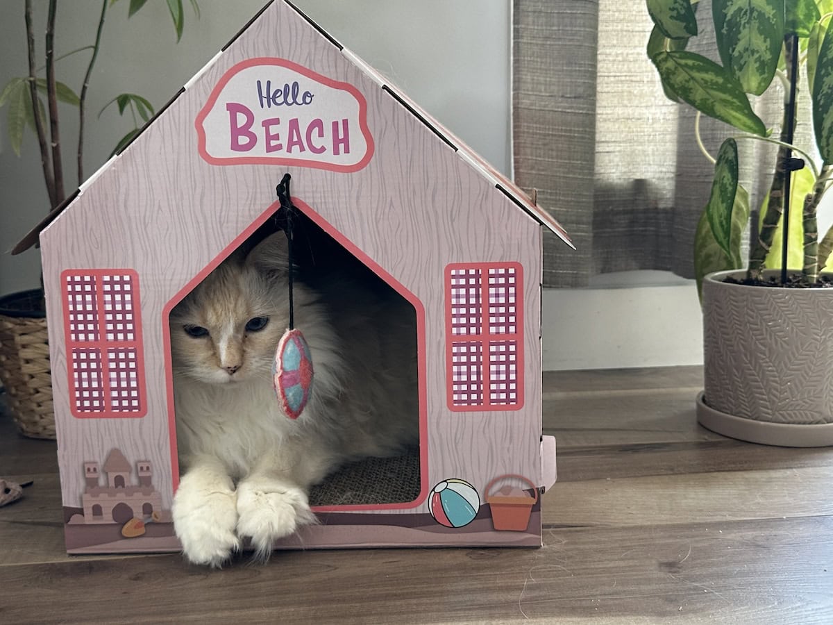 Blue inside her cardboard beach house toy
