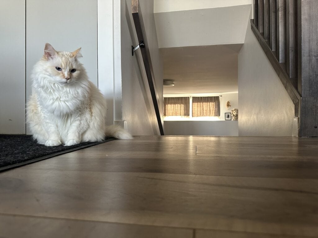 Blue tracking cat litter