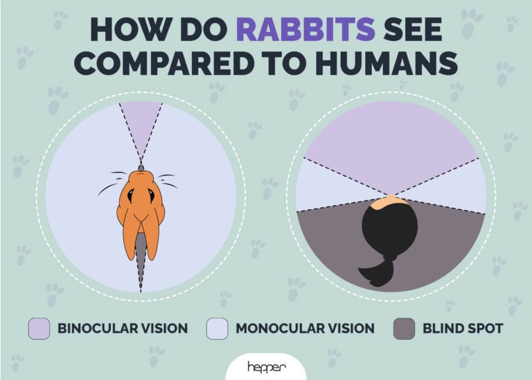 Can Rabbits See Colors? Vet-Appproved Eye Facts | Hepper