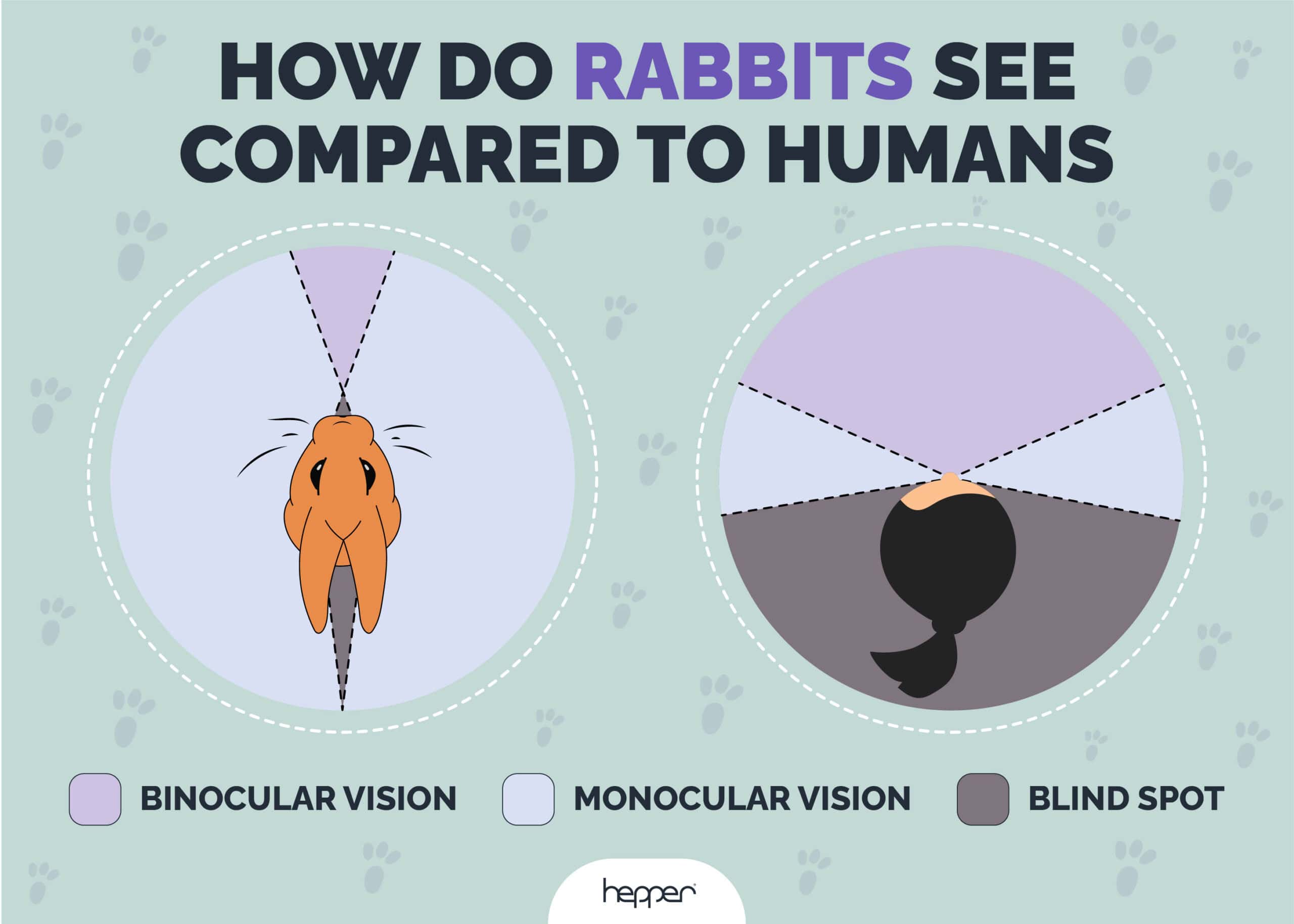 Rabbits-see-compared-to-humans