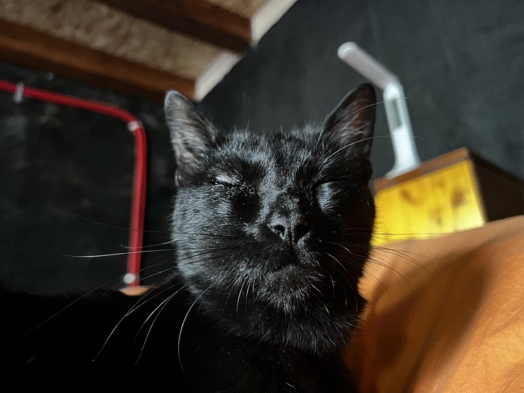 Miki after being stung by a bee