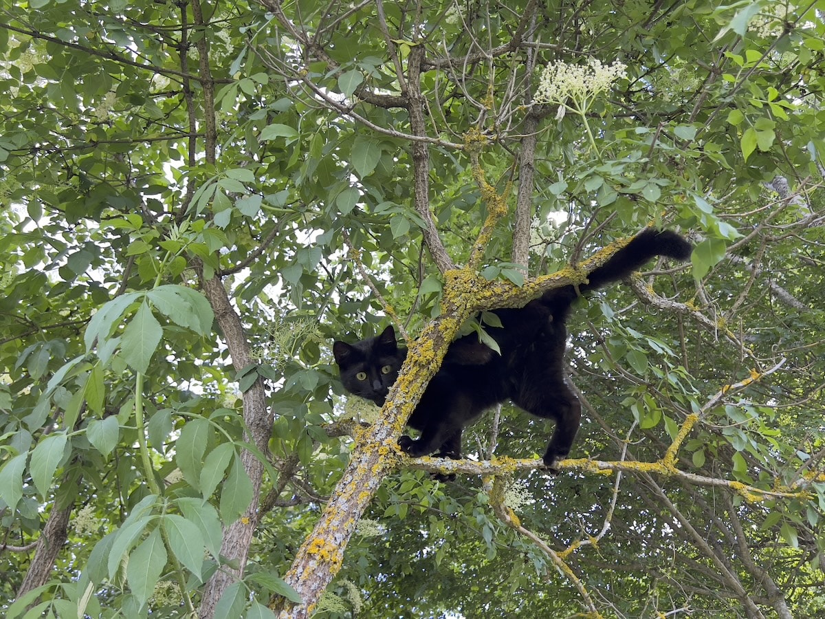 Miki exploring a tree