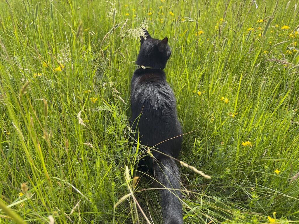 Miki in a field of grass