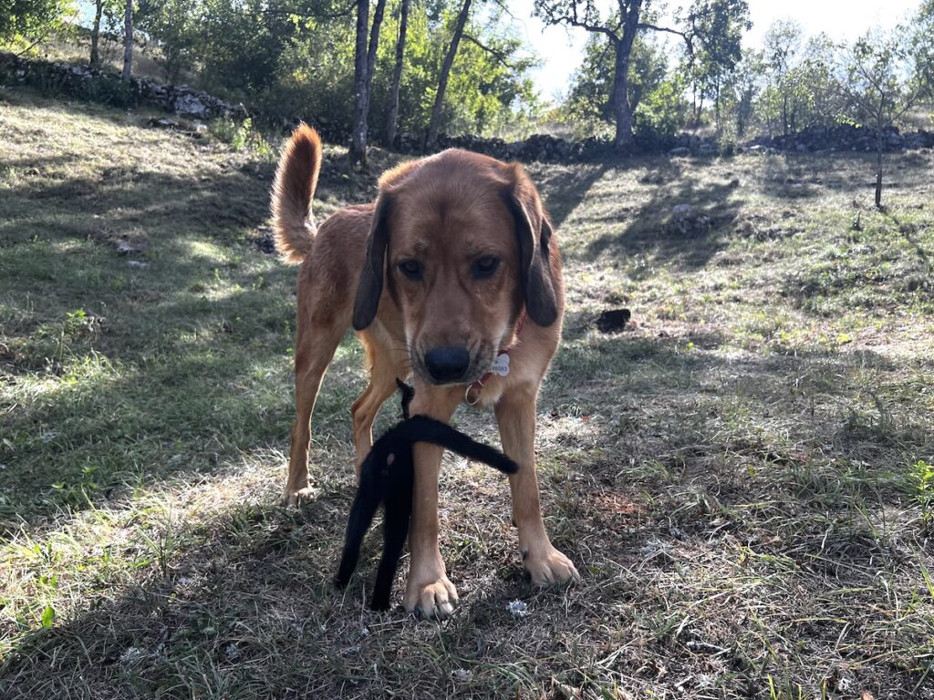 Miki rubbing past the dog's legs