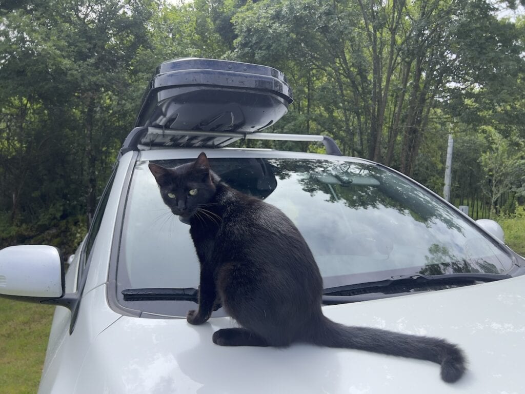 Miki sitting on my car