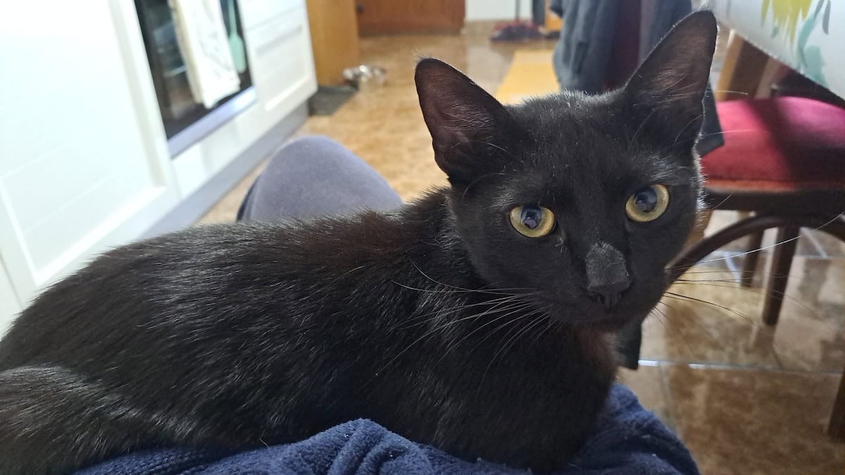 Miki sitting on my lap
