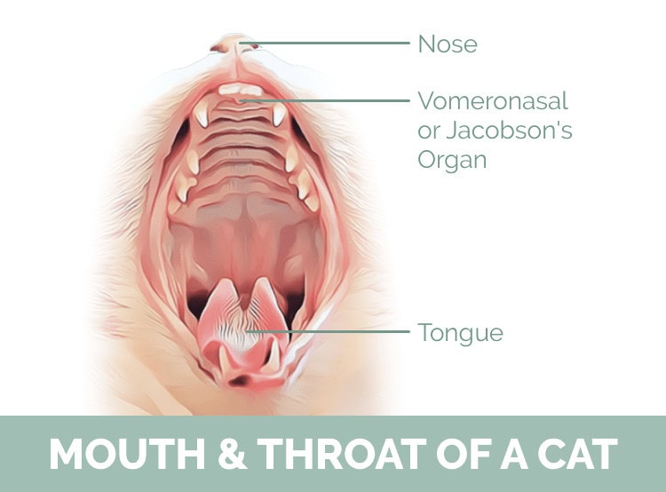 mouth and throat of a cat