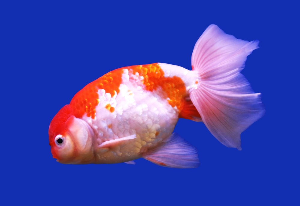 Red and white phoenix goldfish