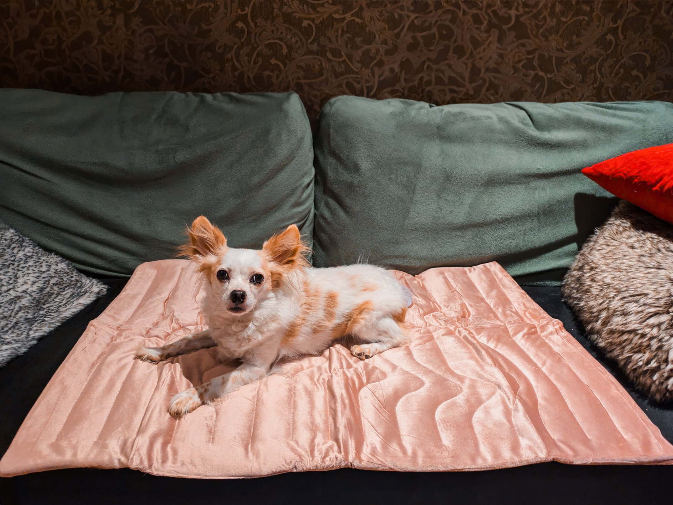 Zonli Pet cooling mat with dog