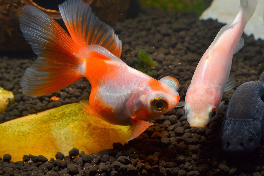 butterfly tailed goldfish