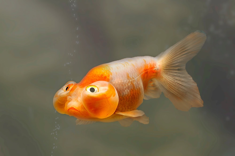 close up of a bubble eye goldfish