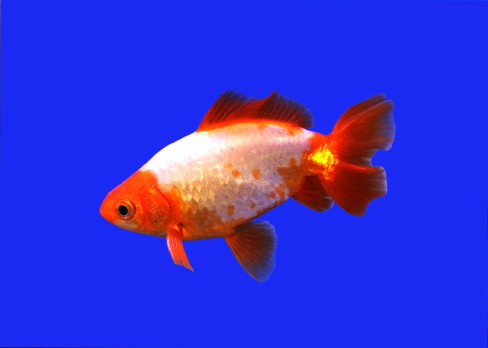 close up of a jikin goldfish in a tank