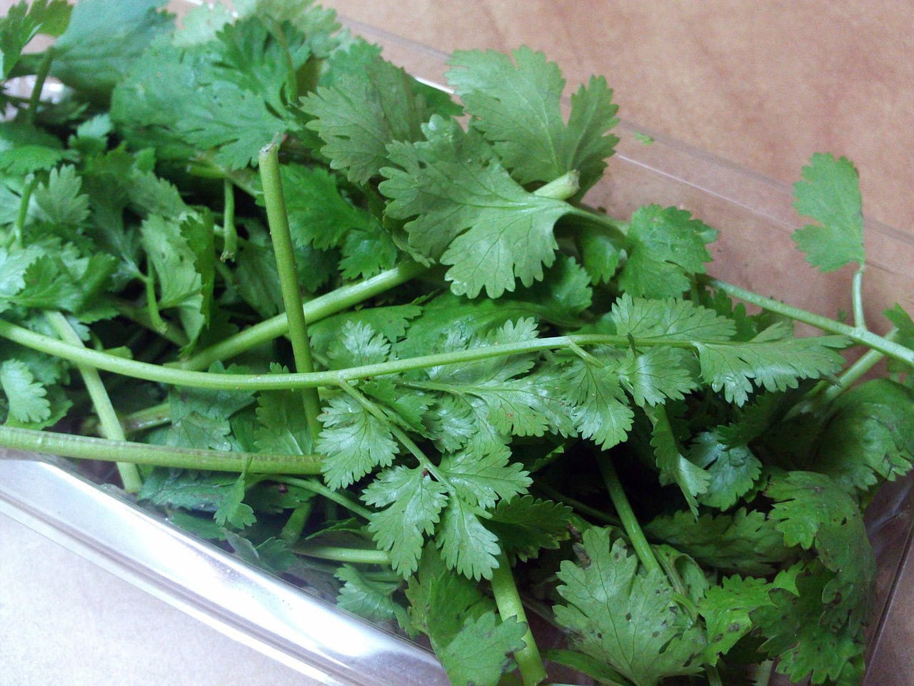 close up of fresh cilantros