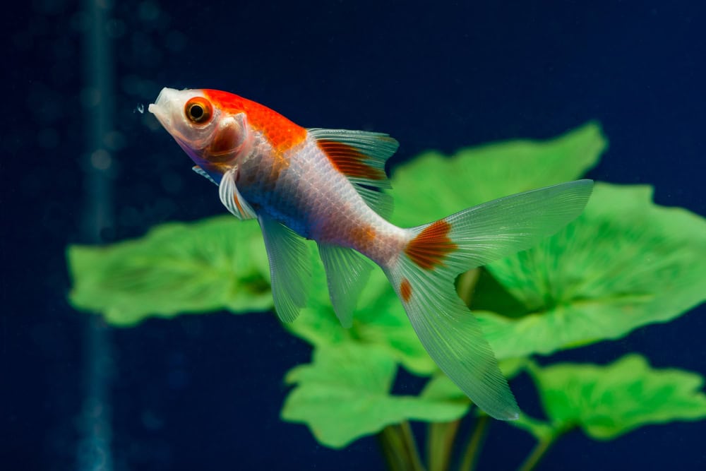 comet goldfish in a tank