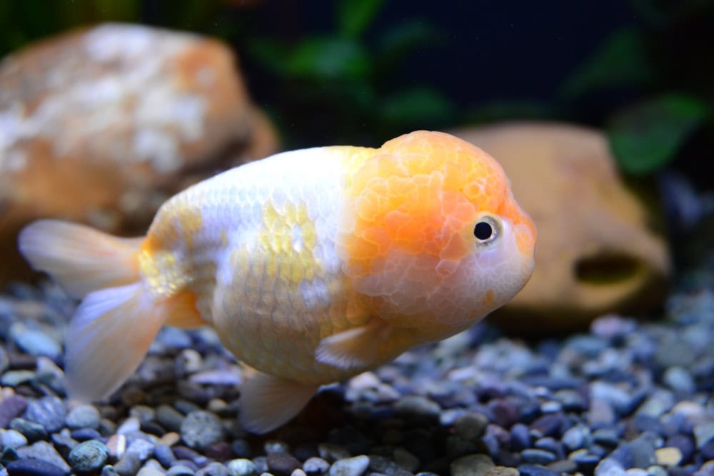 lionchu goldfish in a tank