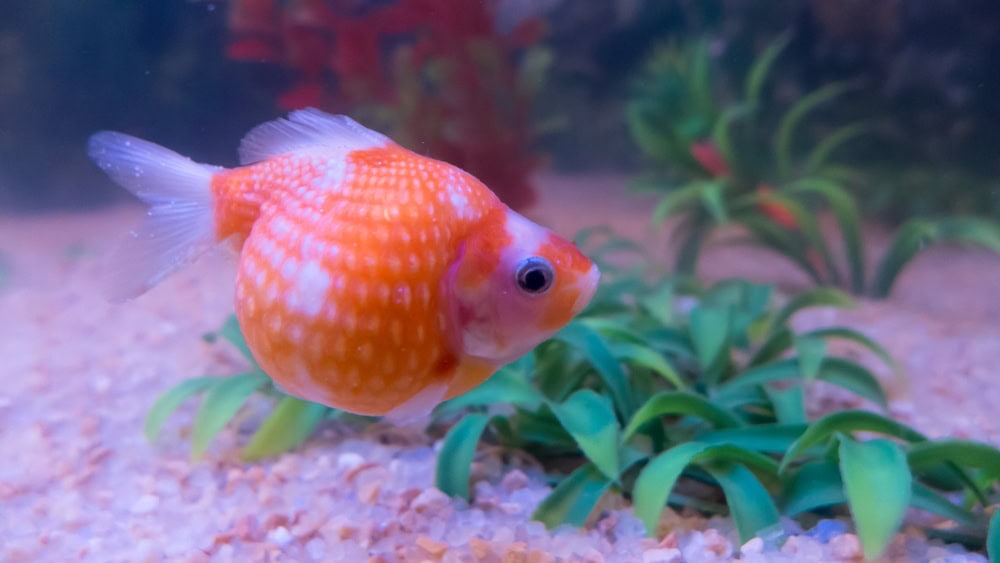 pearlscale goldfish in a tank