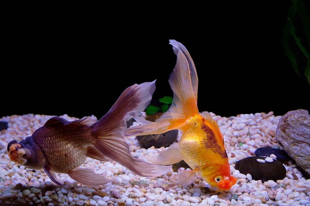 pom pom goldfish in an aquarium