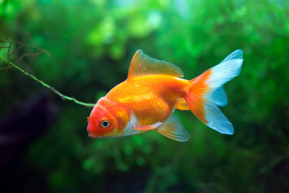 red fantail goldfish in aquarium
