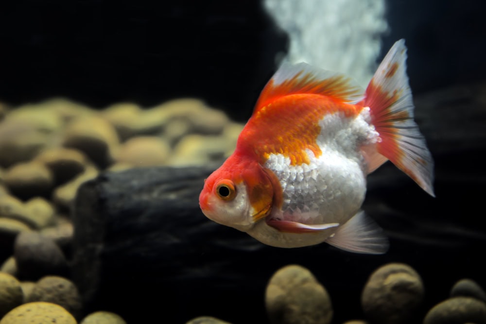 ryukin goldfish in a tank