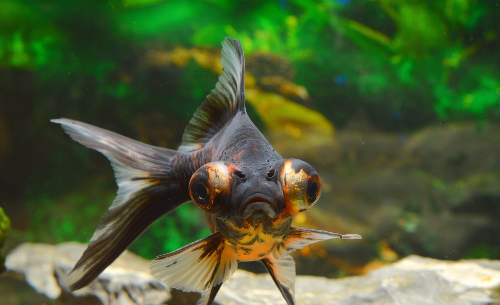 telescope goldfish in a tank
