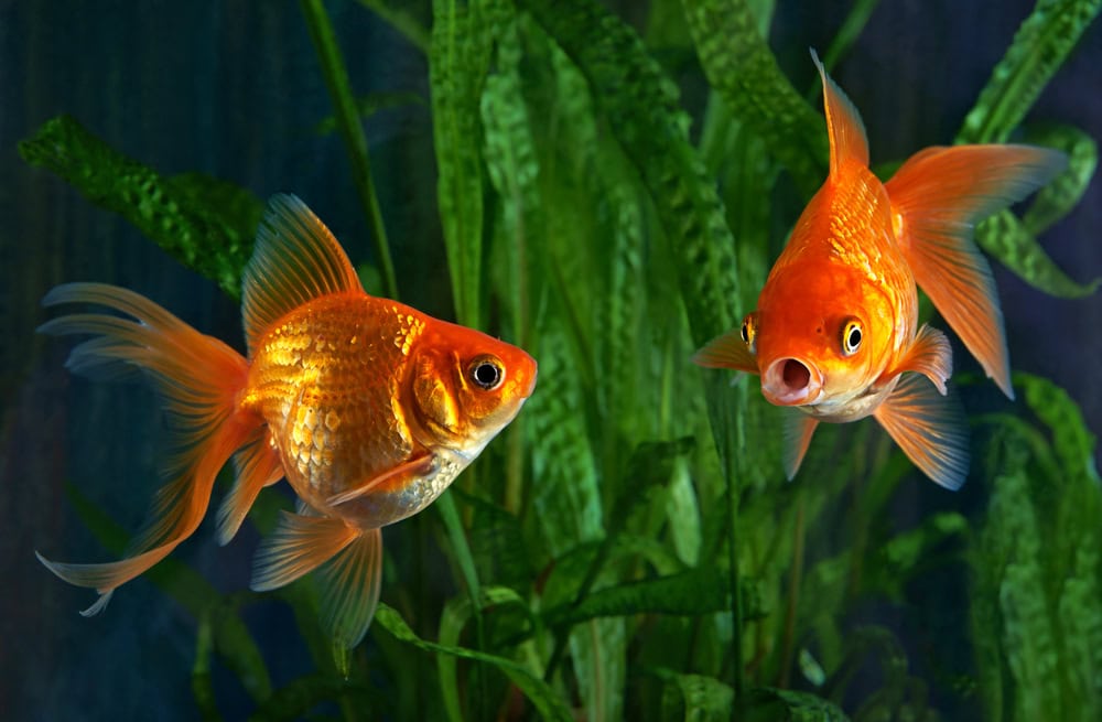 two goldfish in a tank