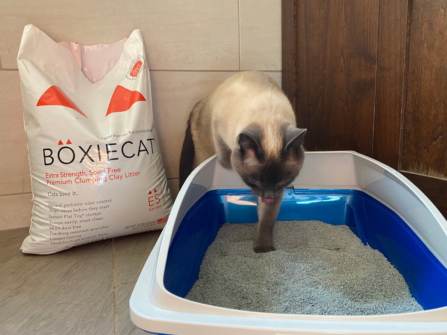 BoxieCat Cat Litter - cat entering the litter box