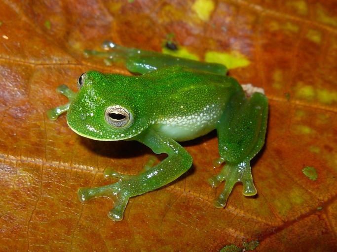 Centrolene Genus