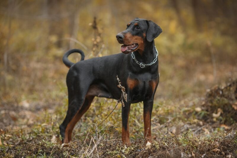 Doberman Pinscher Dog