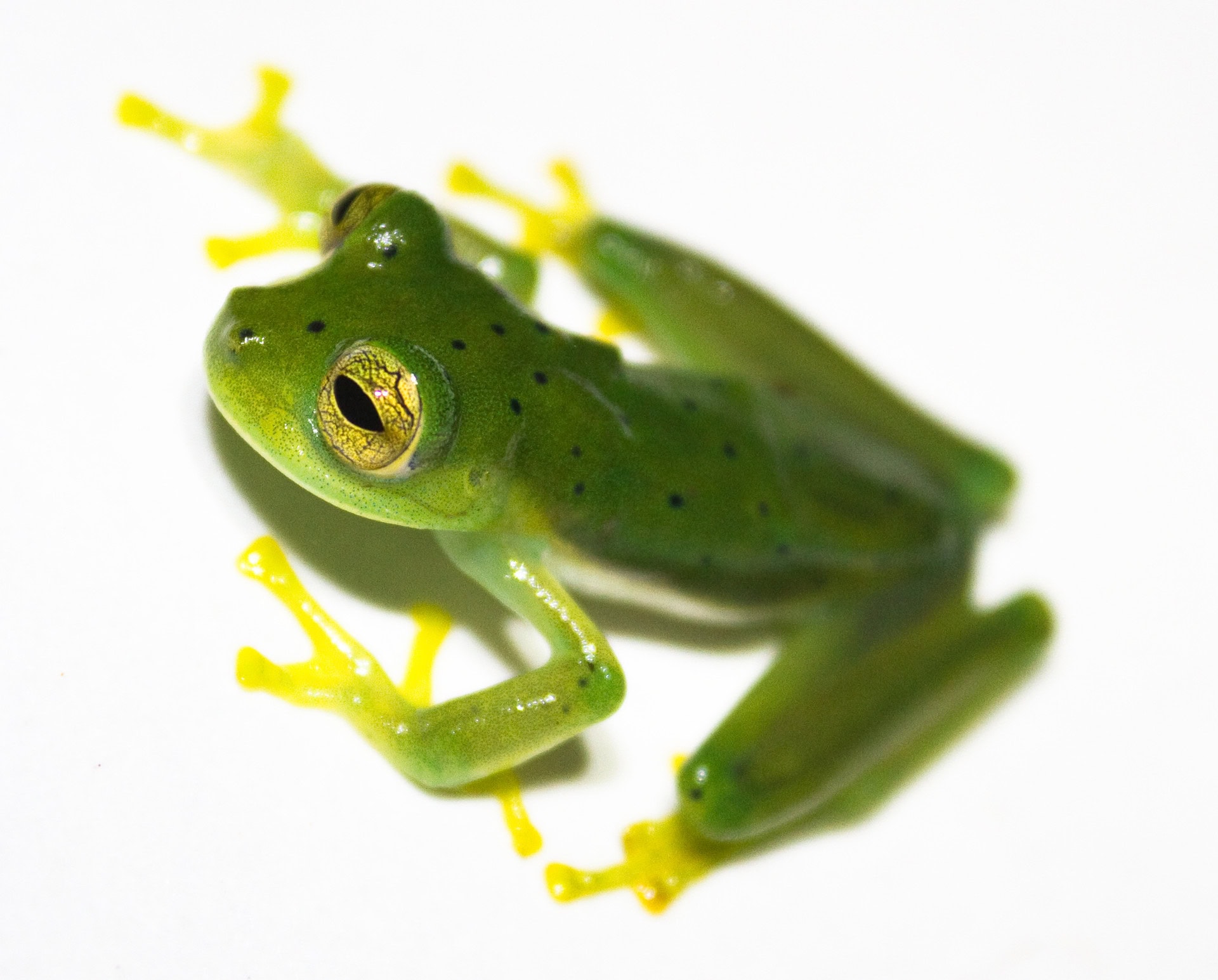 Espadarana genus