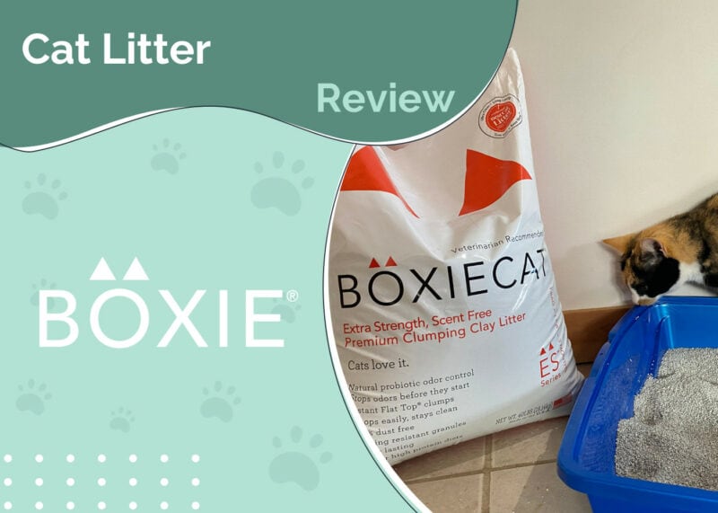 BoxieCat Cat Litter