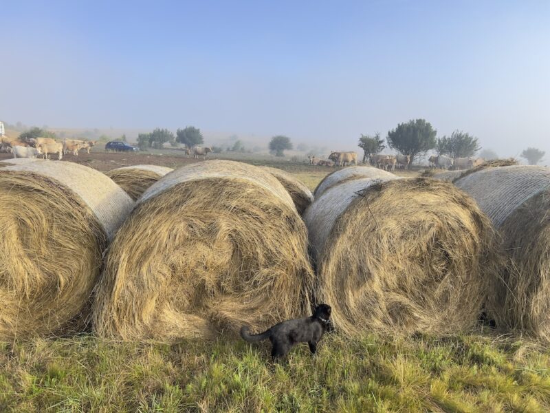 Miki looking at hay bales