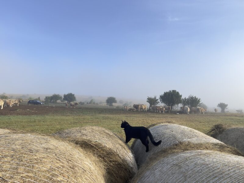 Miki walking on hay with cows