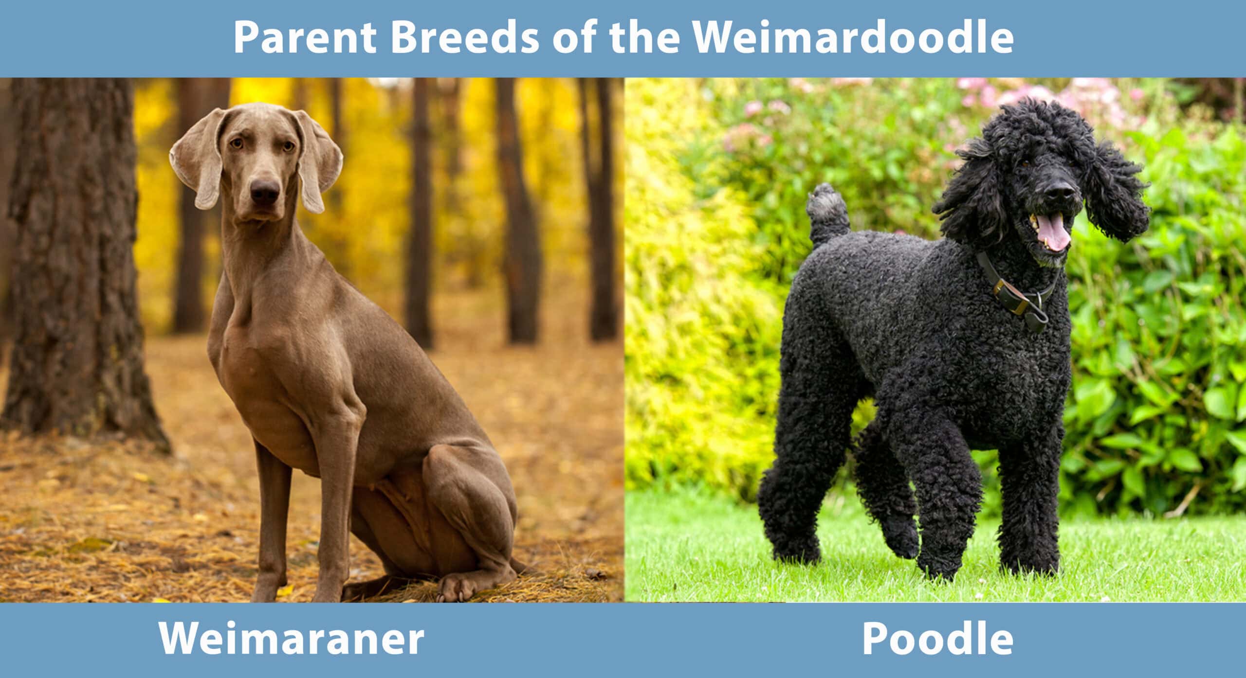 Parent Breeds of the Weimardoodle