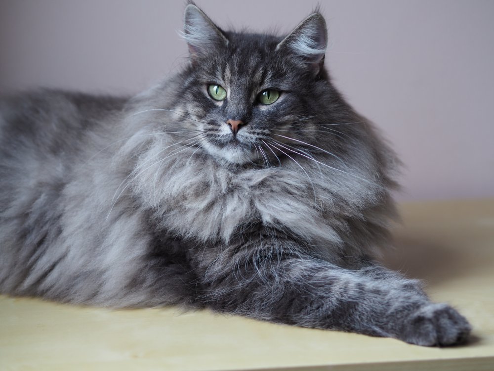 blue tabby norwegian forest cat up close