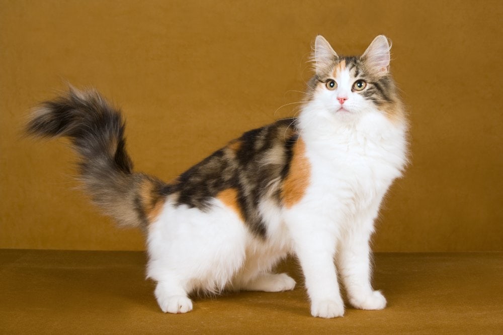 The Maximum Widespread Cat Names That Get started with N (Up to date for 2024)