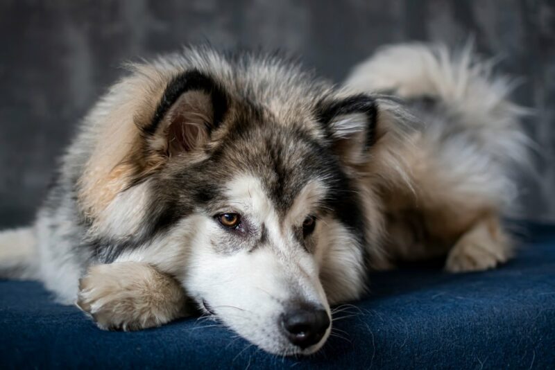 11 Alaskan Malamute Colors & Patterns (With Pictures) | Hepper