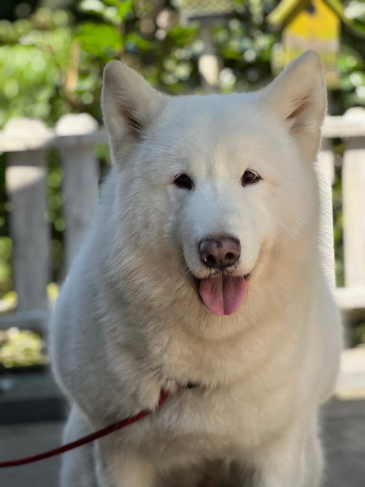 close up white alaskan malamute dog