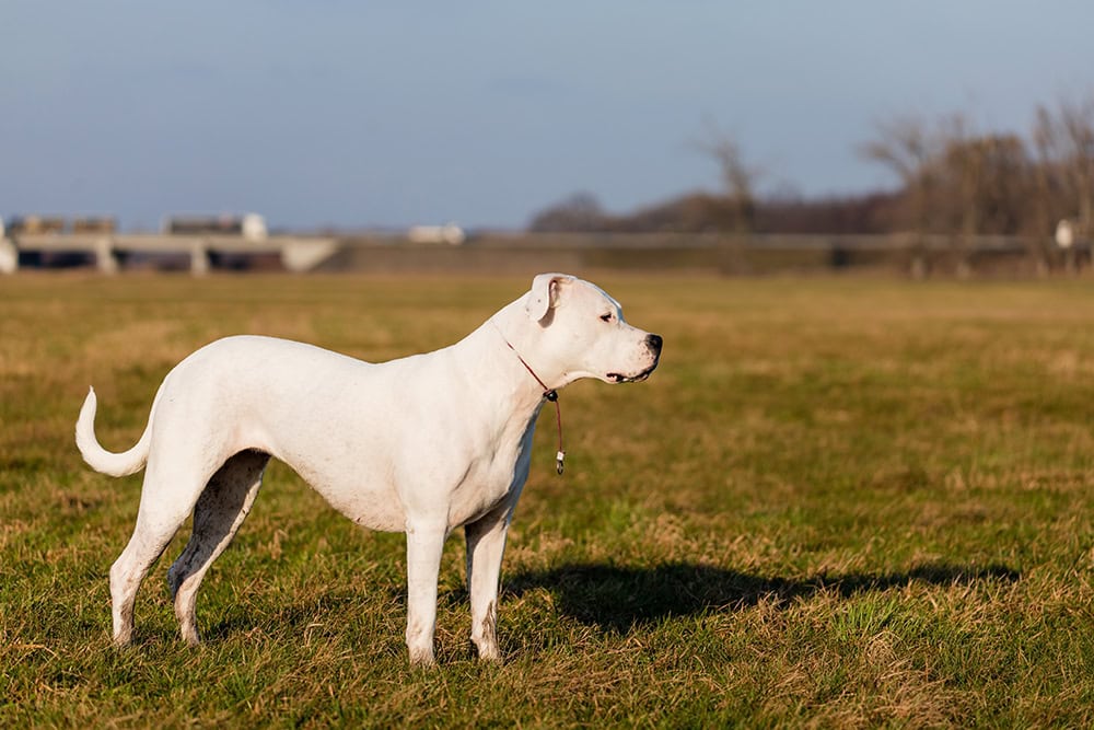 dogo argentino in the field
